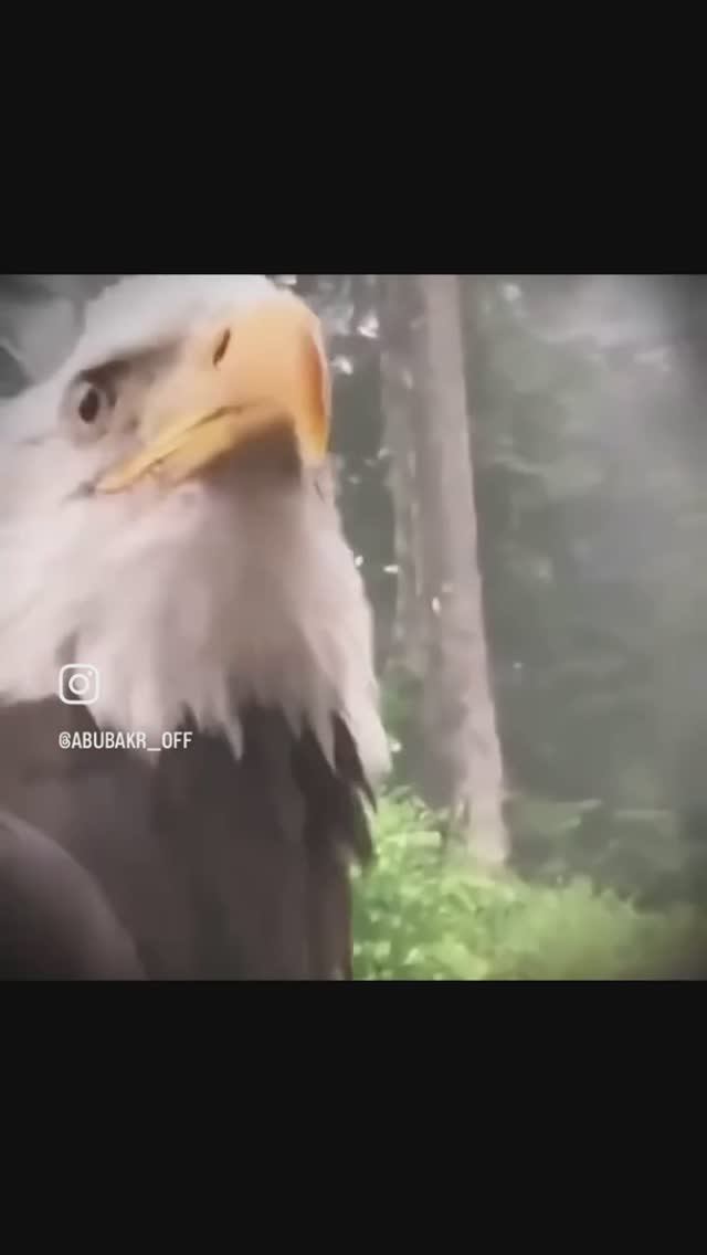Опасные птицы 🦅