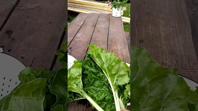 мангольд#овощи.