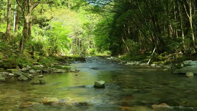 自然環境音   湧き水が流れる川の音  鳥のさえずり　birds chirping