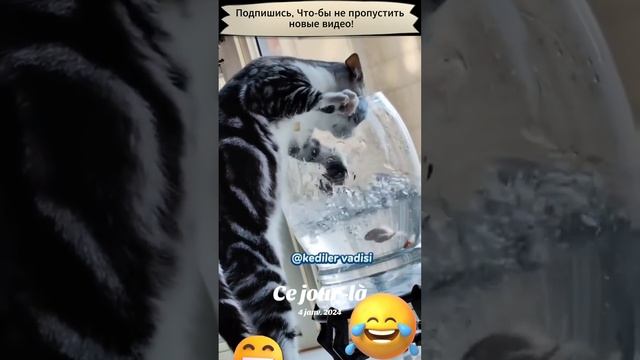 Кот рыбалит