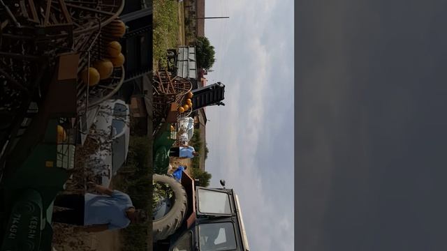 Тиквено семе