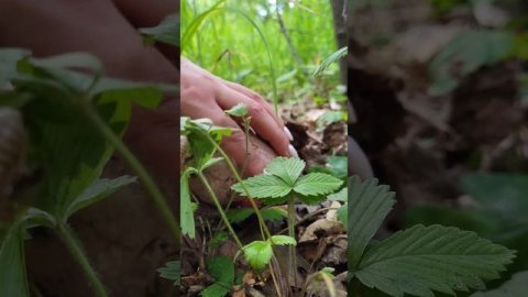 #mushroom Красный значит красивый!!! #грибы