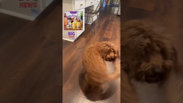 wellness soft puppy bites 😊😁