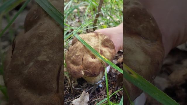 #mushroom Балдёжный гриб