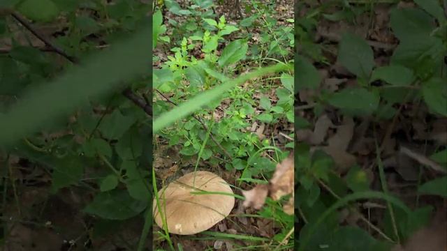 #mushroom Гриб тарелка