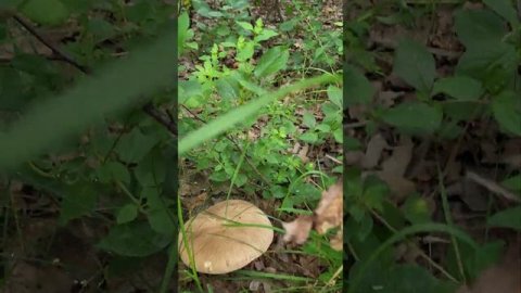 #mushroom Гриб тарелка