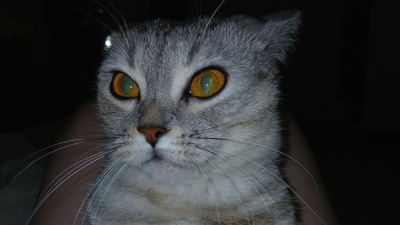 Арсений даун