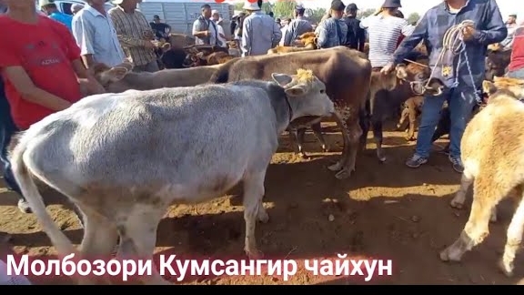 Молбозори Кумсангир Нархои Говои Ширдор Говои Бугуз Бука Гуночин Гусала Бара Бузича така кушкор
