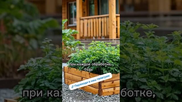 Не делай ❌такие дорожки на огороде.mp4