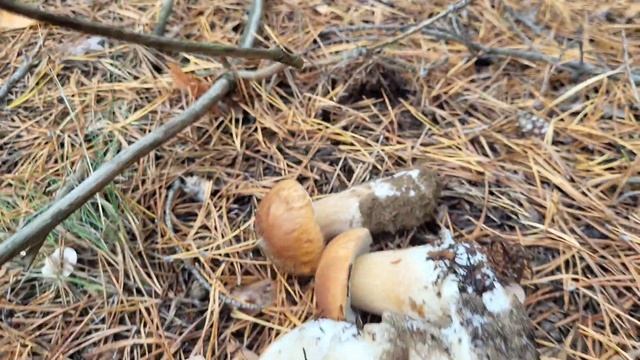 Грибная опушка. Грибы 2022 года. #mushroom