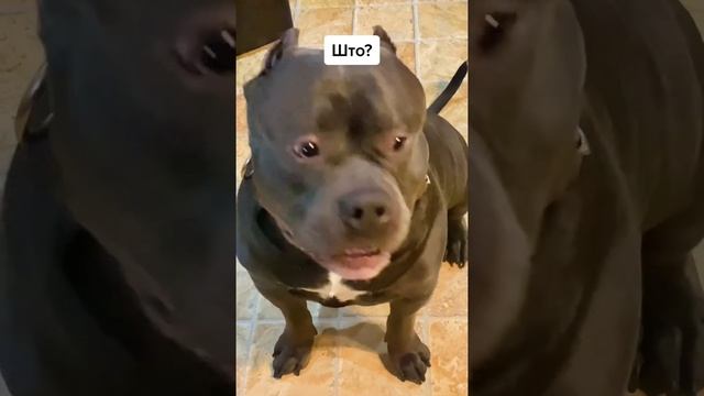 собаке голову отрезаем?