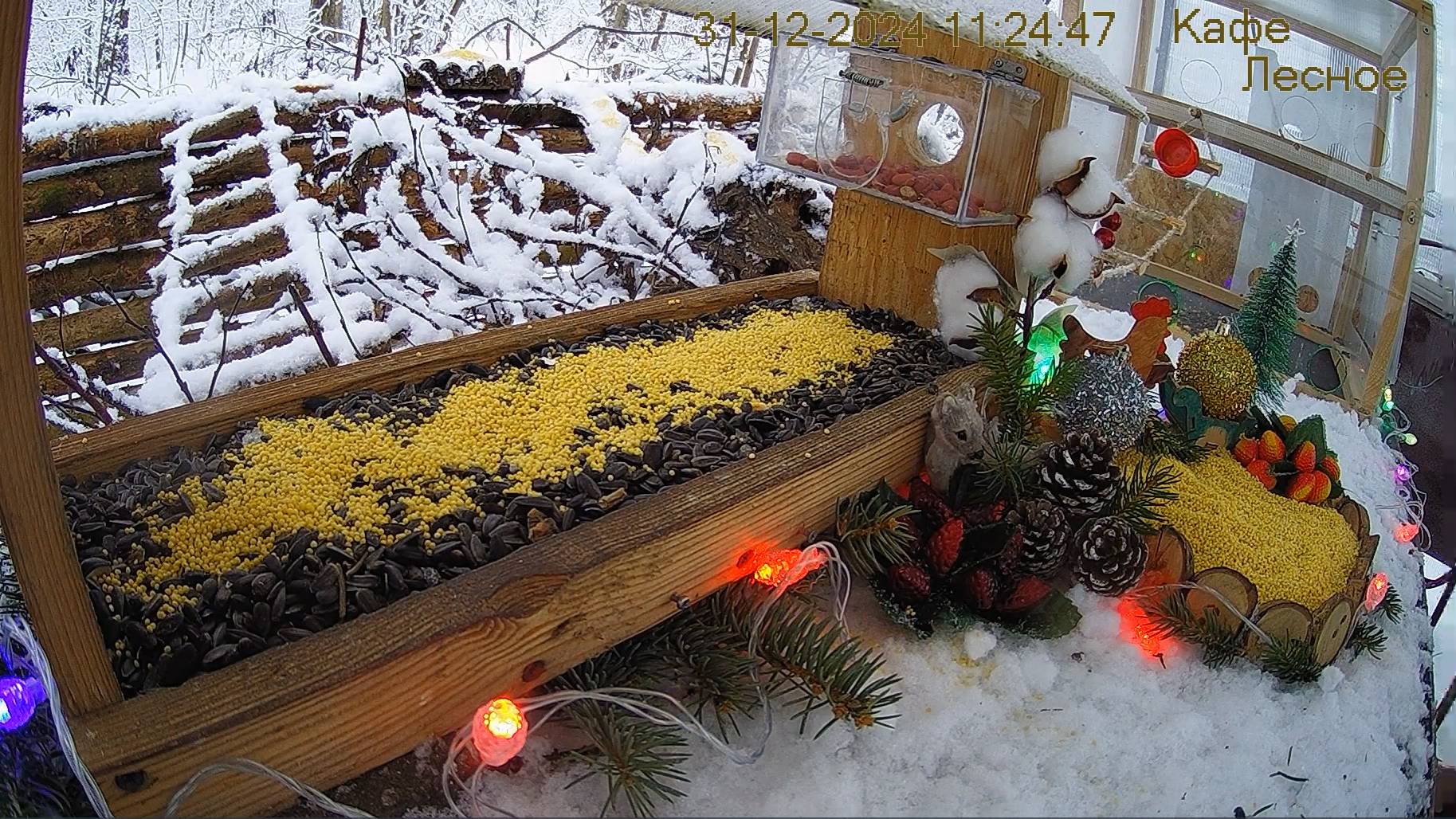 Кормушка в лесу онлайн  "Кафе  Лесное" #Relaxing #природа #звуки леса #зимний  лес  #погода