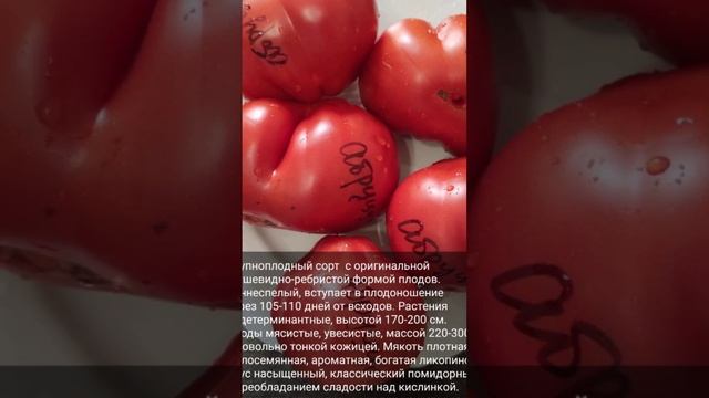 Коллекционные сорта томатов это вкусно и круто! Семена еще можно заказать!