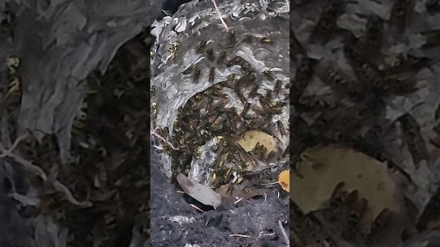 Разоренное осиное гнездо #nature