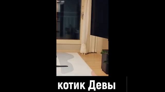 Котики всех знаков зодиака. Какой ваш котик? Астрология приколов
