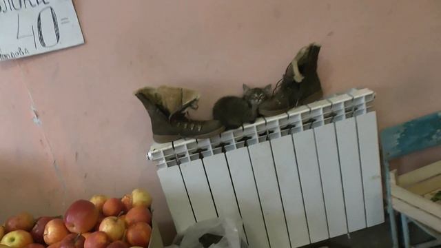 киська на сапогах видио супер