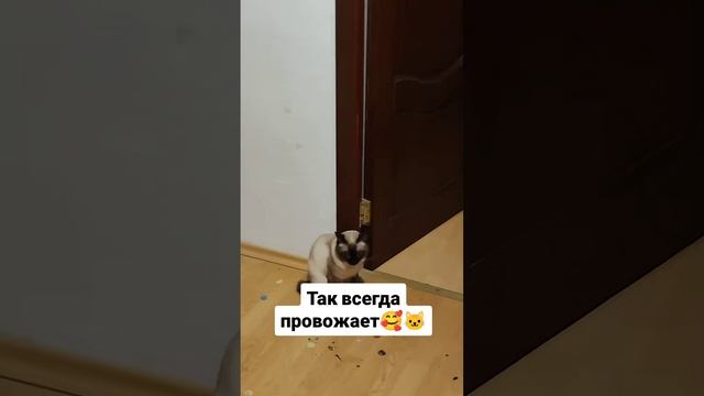 Кот провожает 🥰🐱