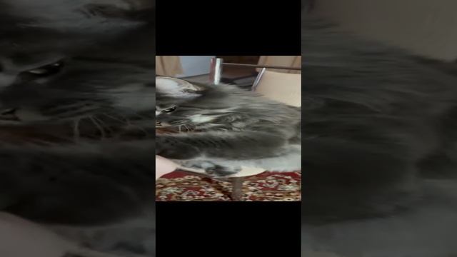 Мейнкун Кузя: Дай пят - На пять!