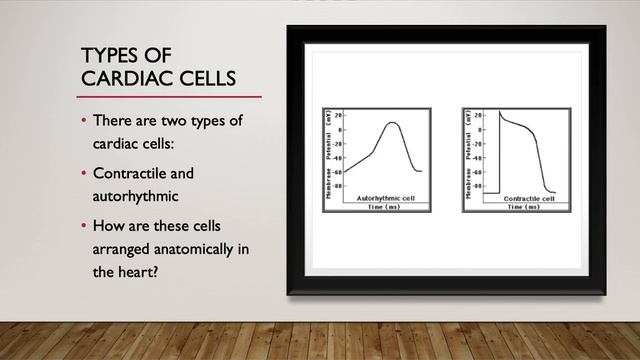 Electrical pacemaker activity of cardiac autorhythmic cells