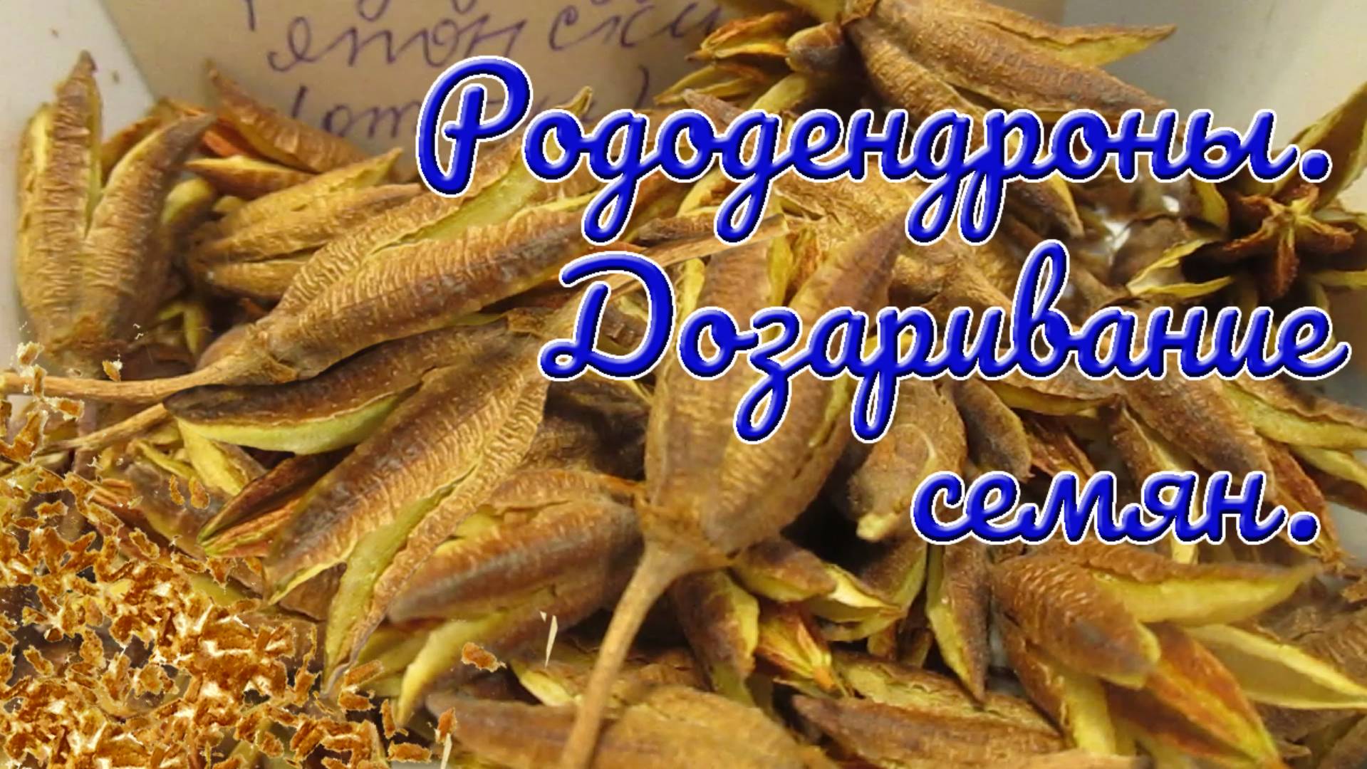 26.12.24г. Рододендроны. Дозаривание семян.