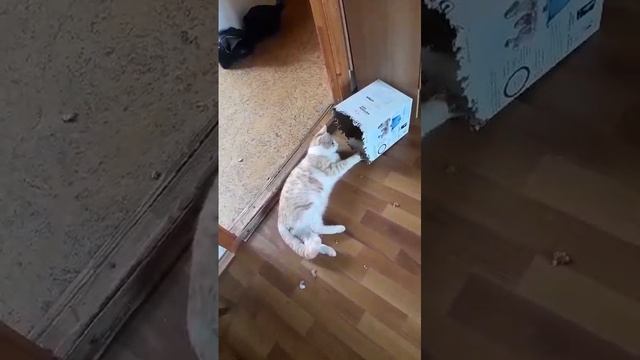 мой кот чек его зовут борис