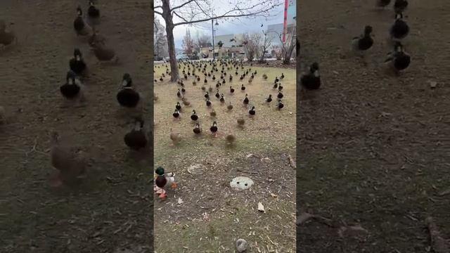 Собрал армию )