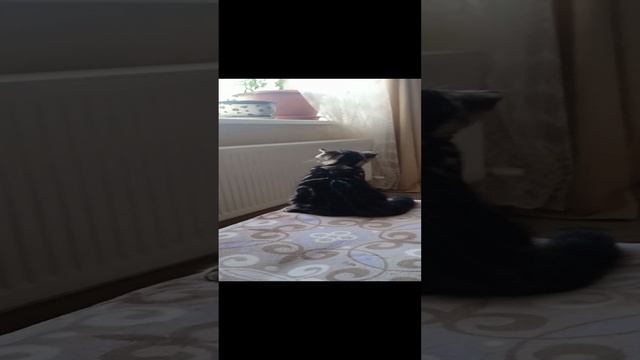 VID_20221224_115722.mp4