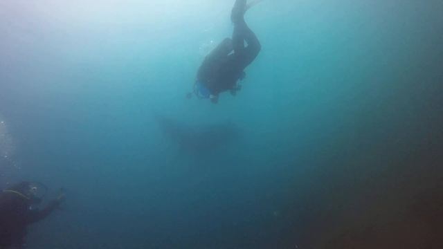 Manta at Black Rock