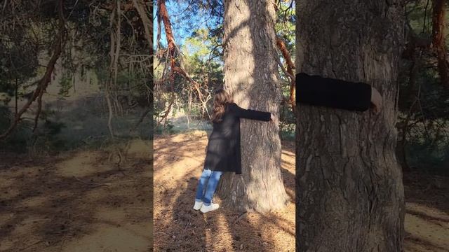 Исполинская сосна в реликтовом лесу. #shorts #pine