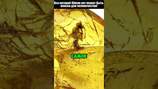 Оса которая может изменить человечество
