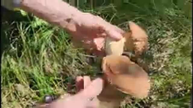 #mushroom Ищем белые грибы. Следуйте за мухоморами #steinpilze
