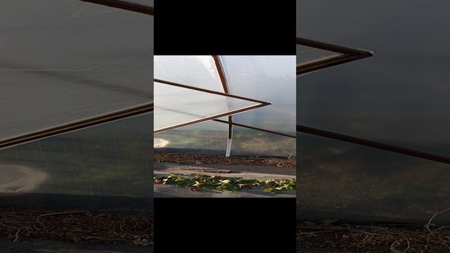 делаем двери на балаганы 🍓🍓🍓 #сад #strawberry #дача #теплица #garden #огород #клубника #садоводст