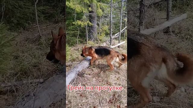 Грейс на прогулке