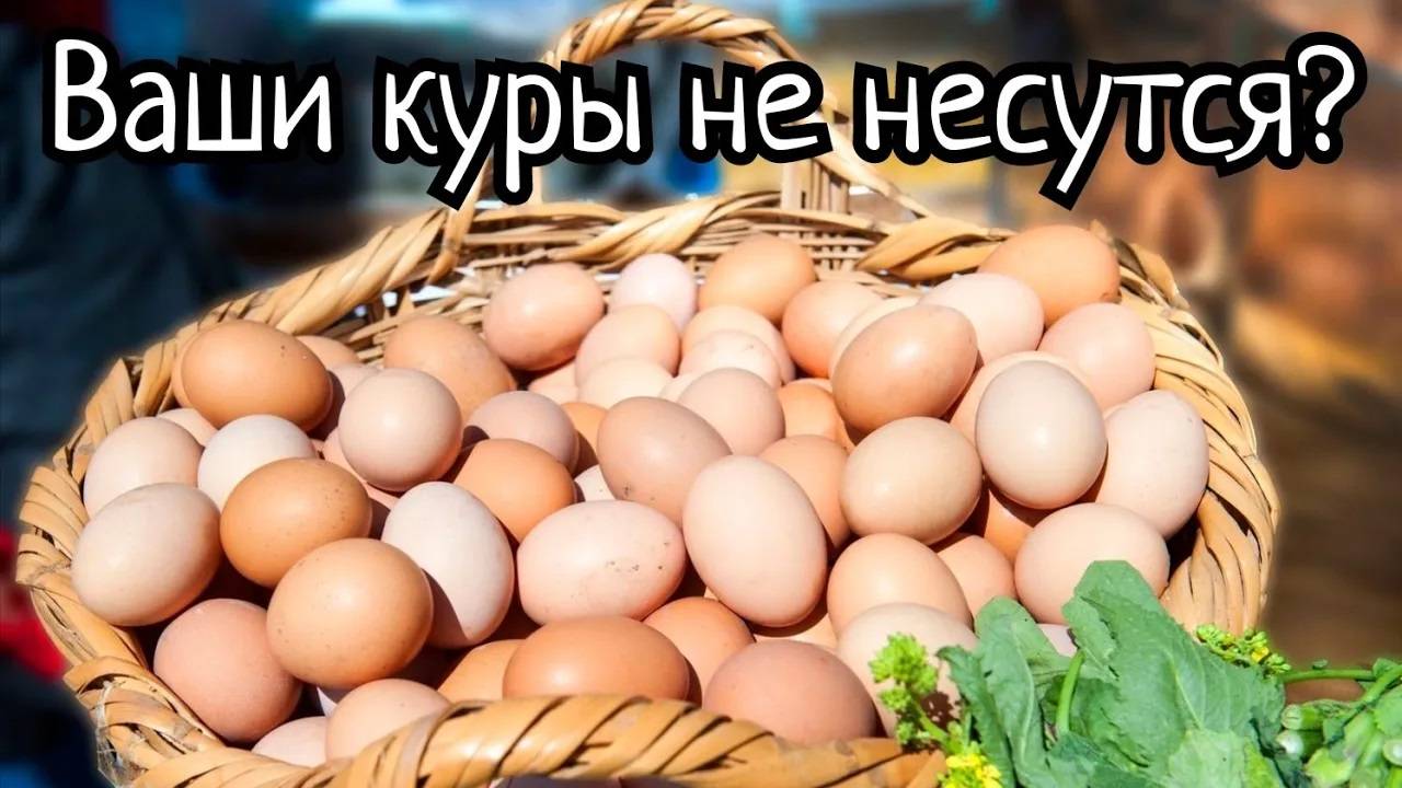 Как собирать много яиц, когда куры в линьке? Дела в винокурне