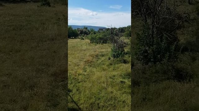 Парк львов Тайган