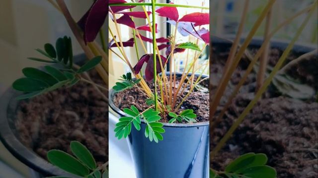 Убегающие Растение Mimosa pudica | sensitive plant HYPERLAPSE  #shorts #plants #video