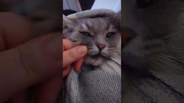 Самый ласковый в мире кот