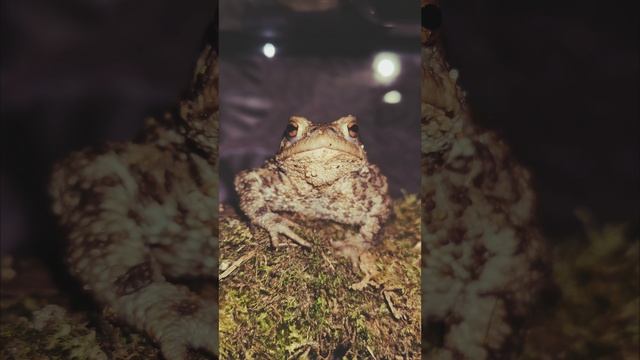 Вечерний релакс от жабы