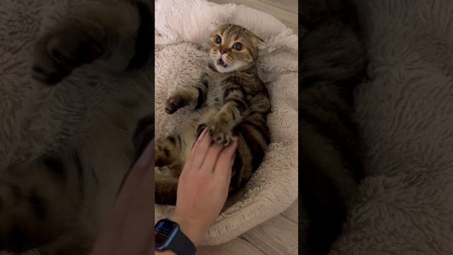 Злая Шотландская вислоухая кошечка 🐈😺