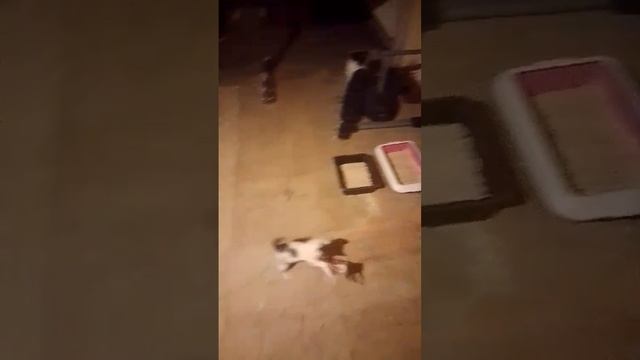 1000207816.mp4