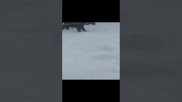 Зимний коммунальник