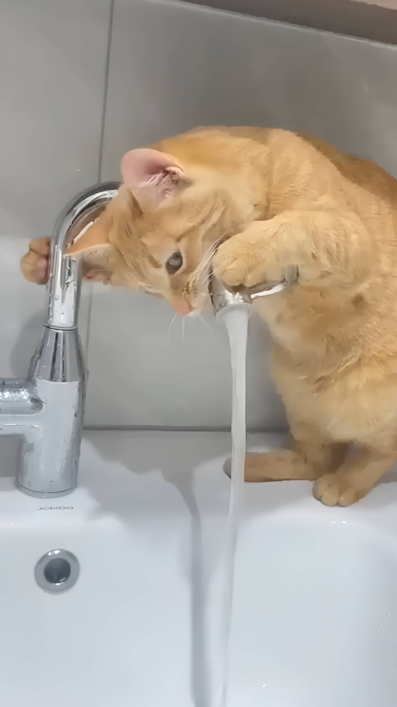 Вода из крана вкуснее? Кот подтверждает! 🚰 😻