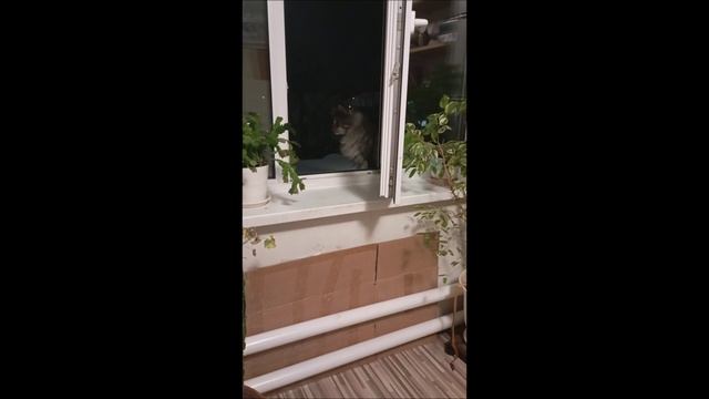 Кот. Фокс и Кос.