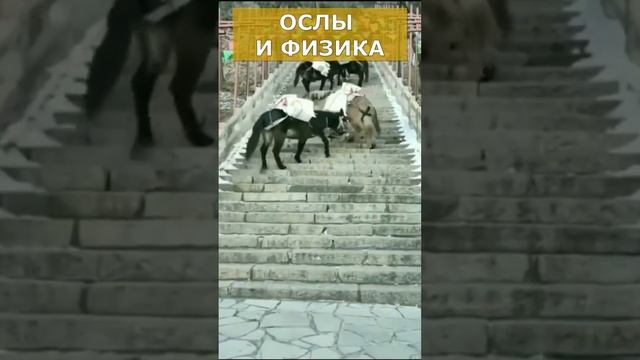 Ослы и физика