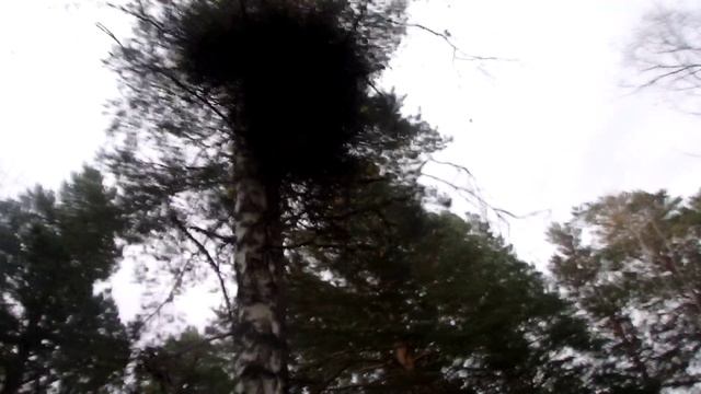 В поисках "Торгашинского кота"
