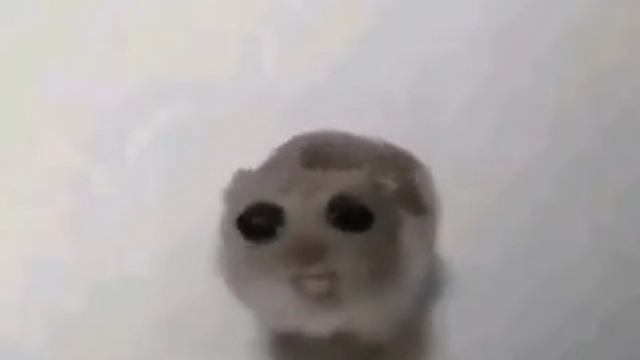поющий хомяк