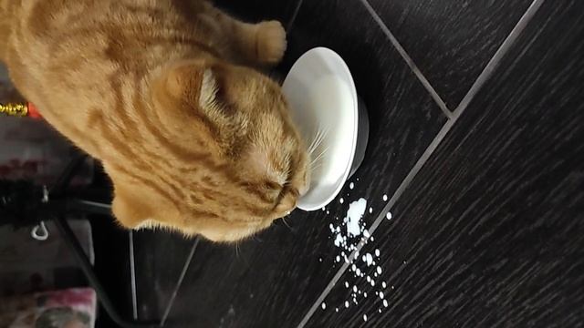 По краешку лакать вкусней😋😃👍🍼🥛
