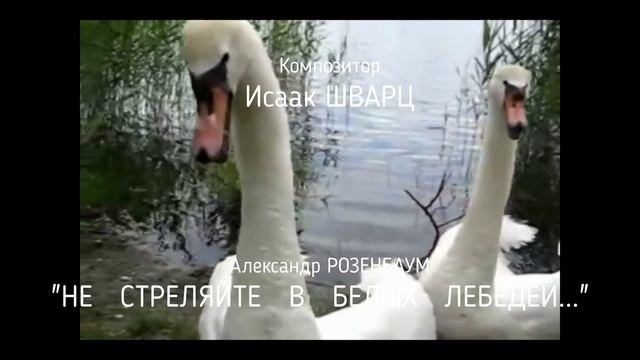 ПК Александр Яковлевич РОЗЕНБАУМ - Не стреляйте в белых лебедей...