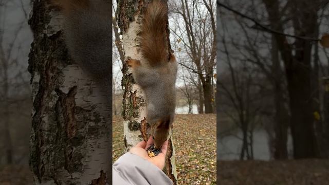 🐿 в Царицыно