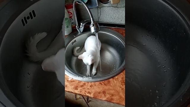 кот полоскун❤
